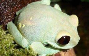 世界上最毒的蛙 黄金箭毒蛙(1克毒素可以杀死1.5万人)