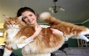 世界上最长的猫 缅甸猫（长1.2米浑身是毛体型较大）