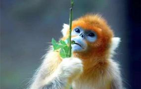 世界上最不怕冷的猴子 金丝猴喜欢生活在高山上不怕冷
