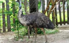 世界现存最大的鸟类超两百斤 个个都是巨型鸟类