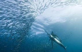 世界上游得最快的鱼 旗鱼(一秒能游30秒 自身带有长枪)