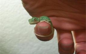 世界上最小的变色龙 迷你变色龙（3厘米左右体型娇小）