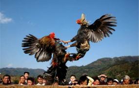 世界上最贵的一只斗鸡 价值17000元中国古老斗鸡
