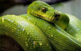 世界上漂亮的价值最高的蛇 蓝血绿树蟒蛇（世界最原始蛇种）