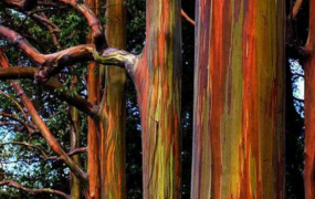世界上最奇特的树:第一果实会爆炸 第十树皮竟是彩虹色