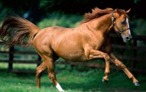 世界上跑的最快的马 纯血马(五千米纪录保持者 近千年无对手)