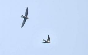 世界上飞的最快的鸟 尖尾雨燕(最快速度352.5米每小时)
