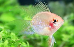 世界上最可爱的鱼 金波子(脸蛋红红的观赏鱼)