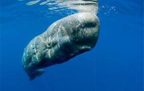 世界上真正的海洋霸主 体型比鲨鱼更庞大的抹香鲸