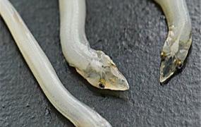 世界上最脆弱的蛇是什么 一碰就碎的玻璃蛇（相当脆弱）