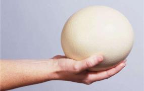 世界上最大的鸡蛋有多大 相当于普通鸡蛋的三倍大