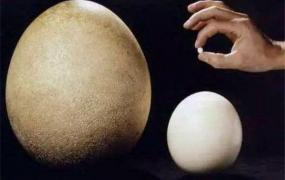 世界上最大的蛋 象鸟蛋的大小尺寸是多少