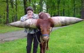 世界上最大的牛角有多大 lurch（牛角总长超过1.8米）