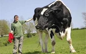 世界上最大的奶牛 美国丹尼尔奶牛巨无霸（重达一吨）