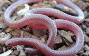 世界上最短小的蛇是什么 盲蛇（大多栖息在热带雨林）