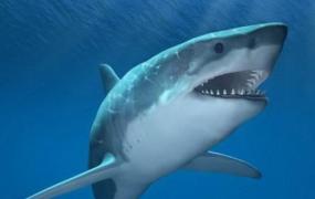 世界上最可爱的鲨鱼 弗洛伦斯 不爱吃肉只爱吃蔬菜