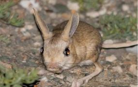 世界上最小的跳鼠是什么 三趾心颅跳鼠（身材迷你）