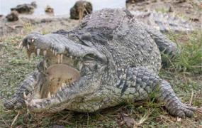 世界最大鳄鱼是什么 湾鳄（成年个体重达一吨）