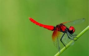 世界上最小蜻蜓是什么 侏红小蜻（体长不超2厘米飞很慢）