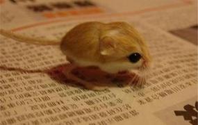 世界最小跳鼠是什么 缩起来和矿泉水瓶盖一样（极其罕见）