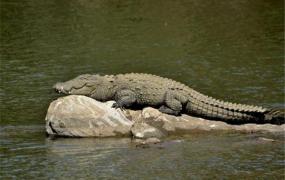 世界上最长的鳄鱼 湾鳄（湿地动物食物链顶端强者）