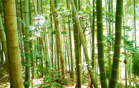 世界上最大的竹子品种:巨龙竹 直径似水桶/最高可长45米