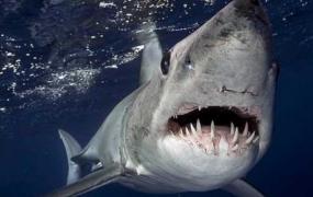 世界上游得最快的鲨鱼 尖吻鲭鲨(速度每小时达56千米)