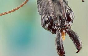 世界上毒性最强的蚂蚁是什么 子弹蚁（咬人让人痛苦）
