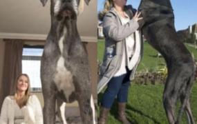 世界上最高的狗是什么 大丹狗(身高2.3米创吉尼斯纪录)