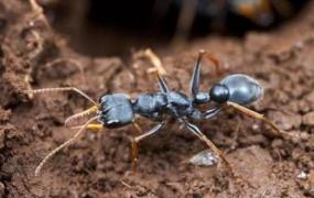 世界上最毒的蚂蚁，牛头犬蚁（人被咬后几分钟死亡）
