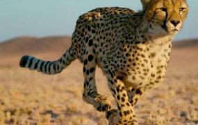 世界上速度最快的陆地动物 6种 猎豹上榜时速达120公里