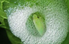 世界上跳的最高的昆虫 沫蝉 高度可达70厘米