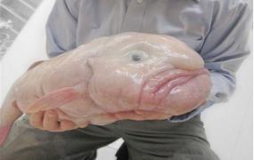 世界上最丑陋的鱼类之一 水滴鱼为什么这么丑