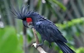 世界上最丑鹦鹉是什么 戈利亚棕榈凤头鹦鹉