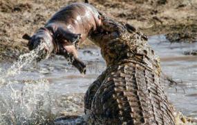 世界上最厉害的动物是什么 尼罗河鳄鱼（可以轻松撕碎人体）