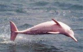 世界上最罕见的海豚是什么 粉红瓶鼻海豚（粉色海豚）