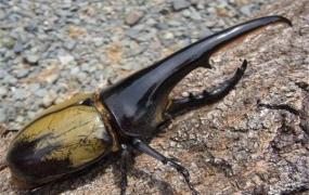 世界上最大的甲虫是什么 长戟大兜虫（力气很大）
