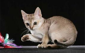 世界上最小的猫是什么 新加坡猫（最初生活在下水道）