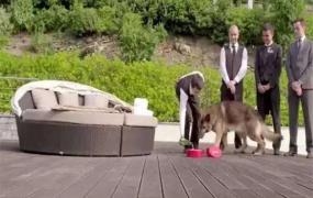 世界最富有的狗狗叫什么 冈瑟四世（拥有3.73亿美元资产）
