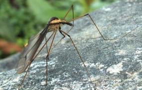 世界上最大的蚊子是哪种，华美巨蚊（体长4厘米吃小蚊子）