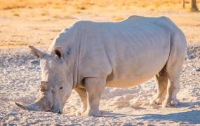 世界上体型第二大的犀牛，白犀牛（体长4米体重3.6吨）