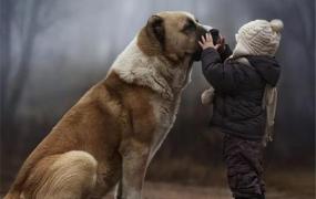 世界上舌头最长的狗是什么 圣伯纳犬（最长18.58厘米）