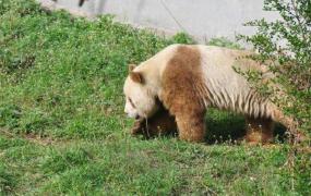 世界上仅存的一只棕色大熊猫 棕色大熊猫还活着吗