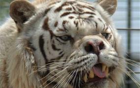 世界最丑老虎是什么 为什么它长得这么丑面部畸形