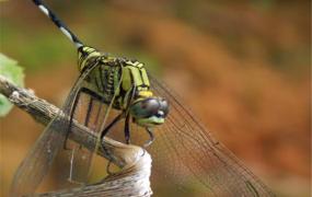 世界最大蜻蜓是在哪里发现的 中美洲发现（长达19.1厘米）