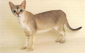 世界上体型最小的猫几千克 新加坡猫（1.8-3.6kg之间）