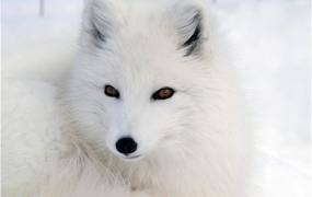 世界上最漂亮的狐狸 北极狐（外表可爱美丽）