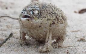 世界上最萌的青蛙 纳马雨蛙（主要生活在南非地区）