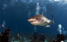 世界上最好斗的鲨鱼 牛鲨的战斗力为什么如此之强