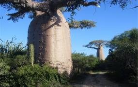 世界上最大的植物排名 雪曼将军树上榜猴面包树稍逊一筹